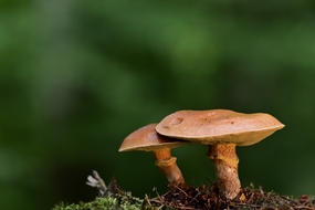 层状蘑菇